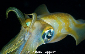 Night time Squid by Joshua Tappert 